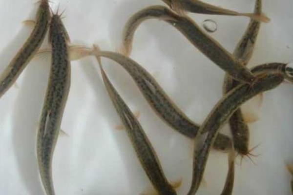 一畝養泥鰍場利潤多少