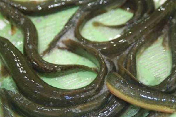 一畝養泥鰍場利潤多少