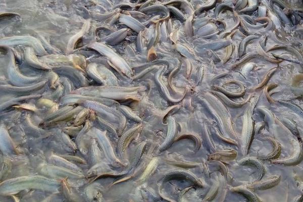 一畝養泥鰍場利潤多少
