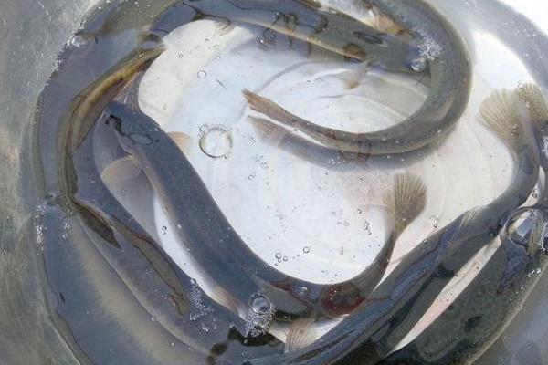 一畝養泥鰍場利潤多少