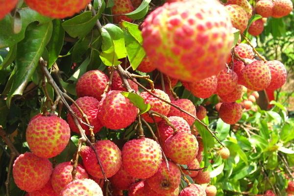 2015種荔枝賺錢嗎?2015荔枝種植前景及市場價格分析