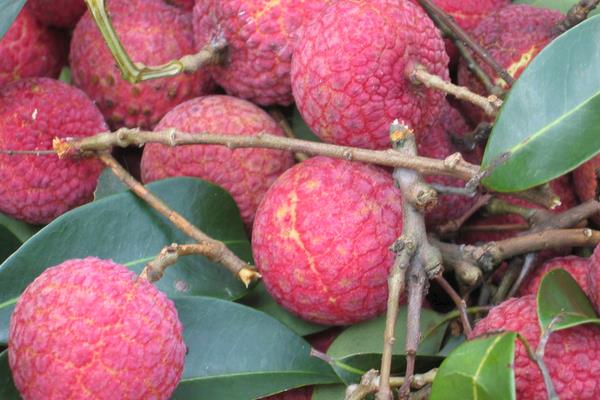 2015種荔枝賺錢嗎?2015荔枝種植前景及市場價格分析