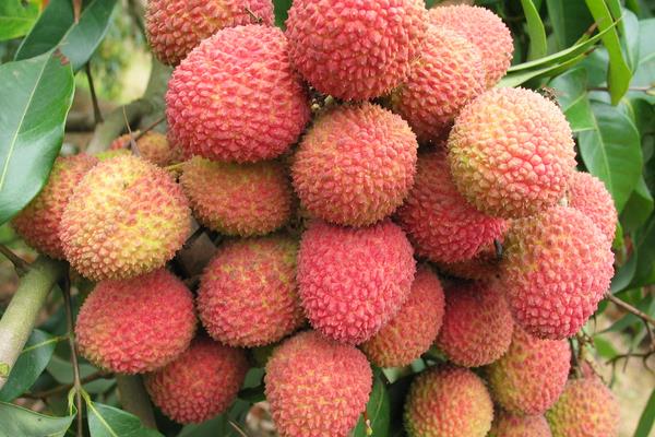 2015種荔枝賺錢嗎?2015荔枝種植前景及市場價格分析