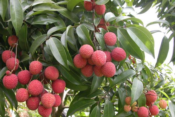 2015種荔枝賺錢嗎?2015荔枝種植前景及市場價格分析