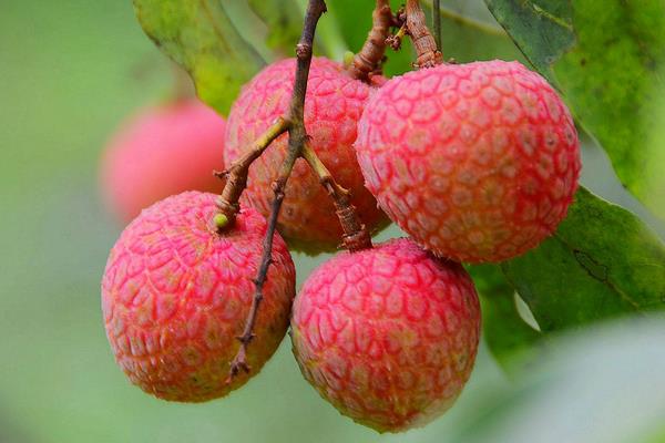 2015種荔枝賺錢嗎?2015荔枝種植前景及市場價格分析