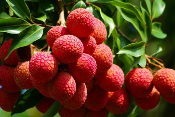 2015種荔枝賺錢嗎?2015荔枝種植前景及市場價格分析