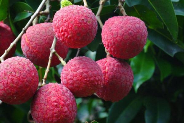 2015種荔枝賺錢嗎?2015荔枝種植前景及市場價格分析