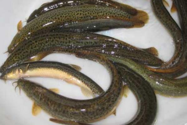 一畝養泥鰍場利潤多少