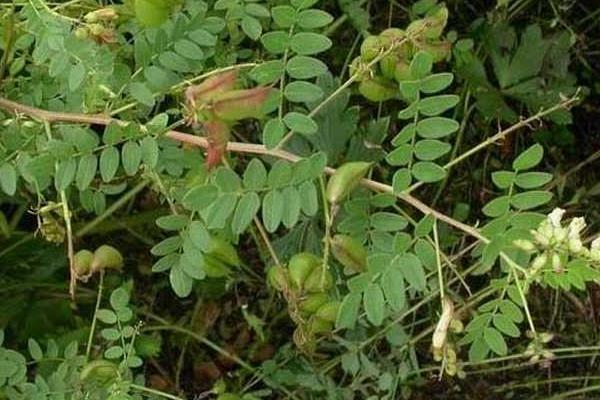 種黃芪開出致富花