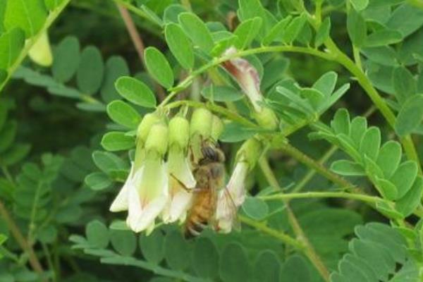 種黃芪開出致富花