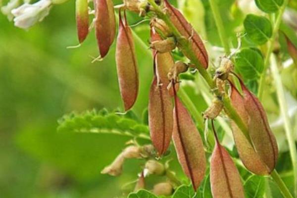 種黃芪開出致富花