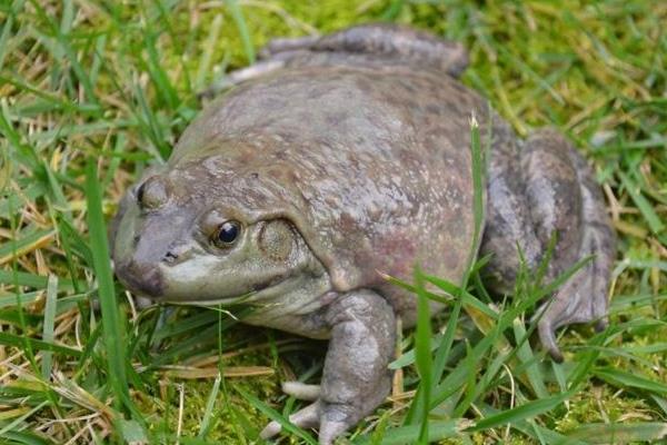 牛蛙養(yǎng)殖一畝收入