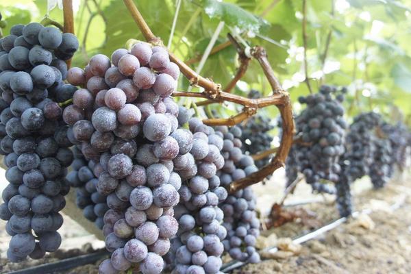 村民葡萄園年入百萬(wàn) 上門購(gòu)買絡(luò)繹不絕