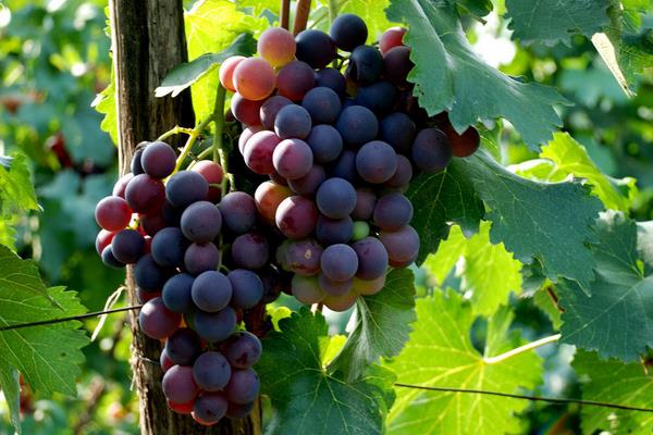 村民葡萄園年入百萬(wàn) 上門購(gòu)買絡(luò)繹不絕