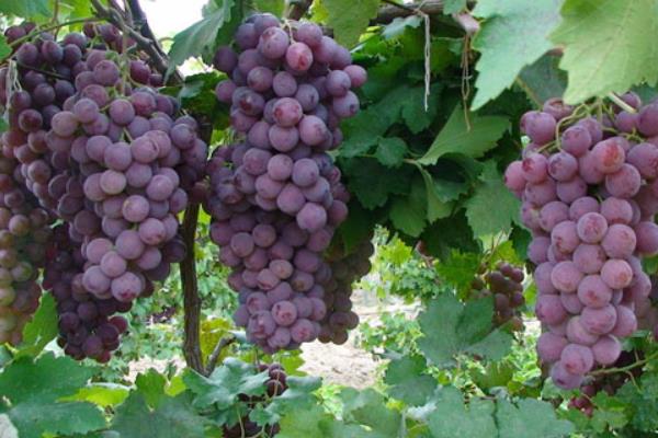 村民葡萄園年入百萬(wàn) 上門購(gòu)買絡(luò)繹不絕