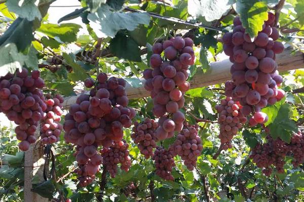 村民葡萄園年入百萬(wàn) 上門購(gòu)買絡(luò)繹不絕