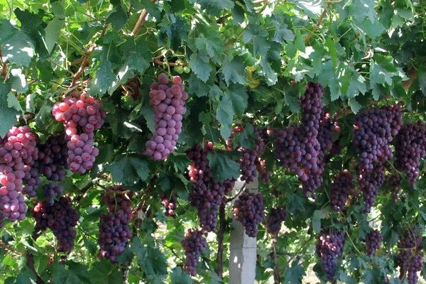 村民葡萄園年入百萬(wàn) 上門購(gòu)買絡(luò)繹不絕