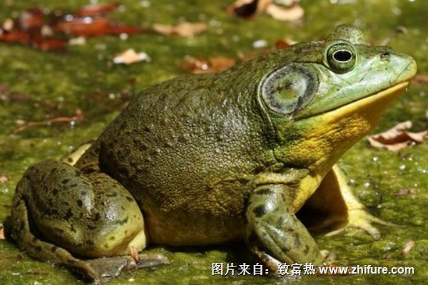 牛蛙養(yǎng)殖一畝收入