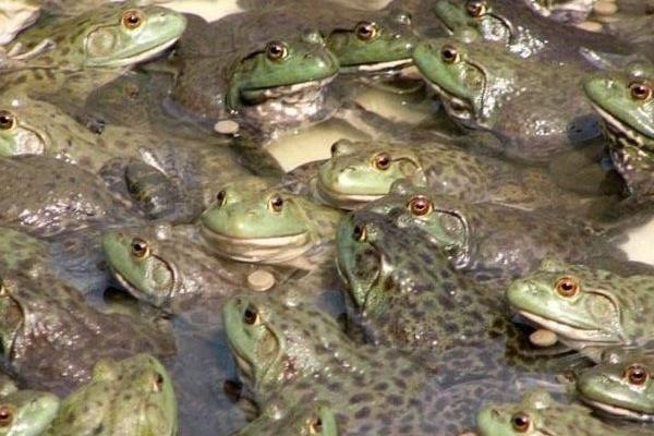 牛蛙養(yǎng)殖一畝收入