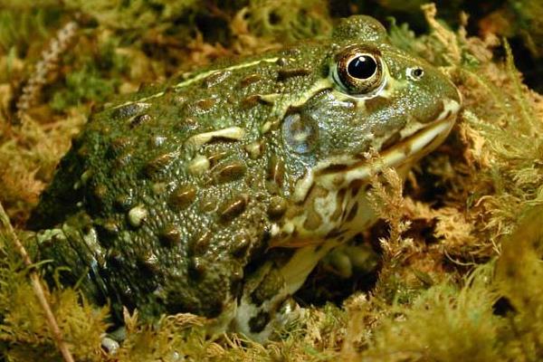 牛蛙養(yǎng)殖一畝收入