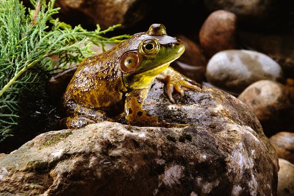 牛蛙養(yǎng)殖一畝收入