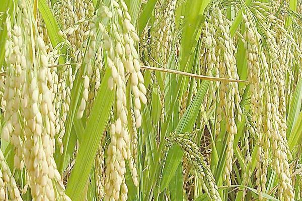 種水稻合理追施水稻孕穗肥促高產