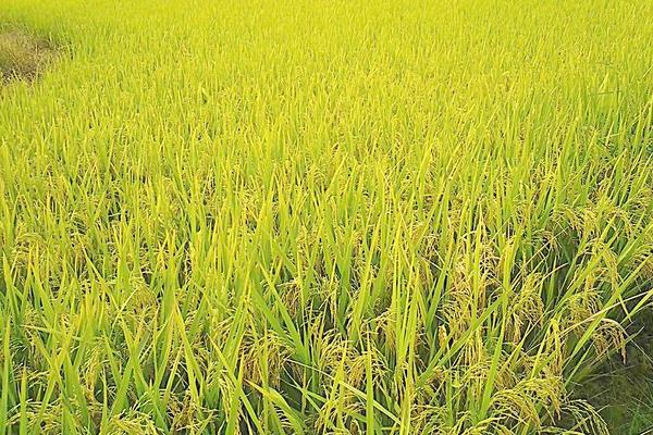 種水稻合理追施水稻孕穗肥促高產