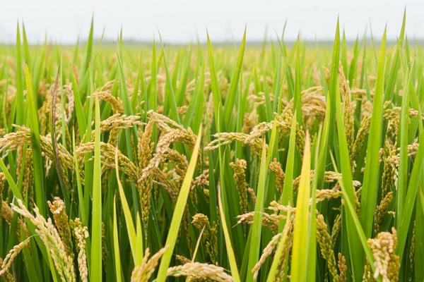 種水稻合理追施水稻孕穗肥促高產