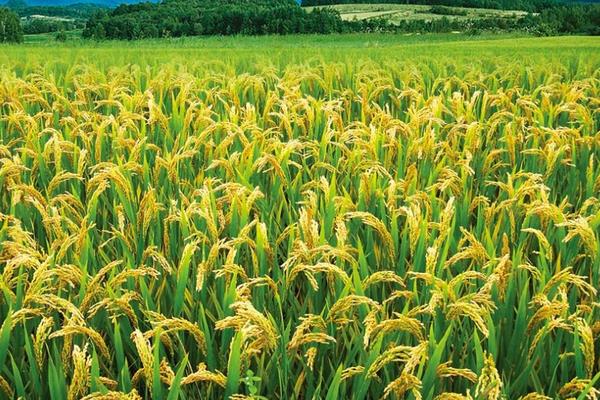 種水稻合理追施水稻孕穗肥促高產