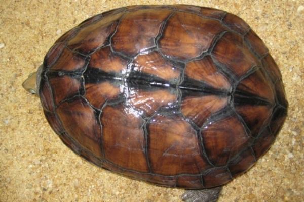 2014養金錢龜賺錢嗎