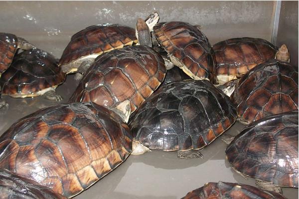 2014養金錢龜賺錢嗎