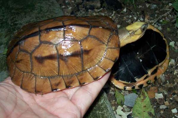 2014養金錢龜賺錢嗎