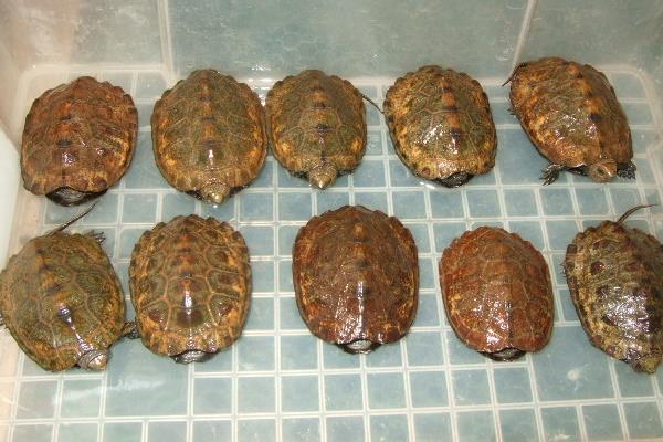 2014養金錢龜賺錢嗎