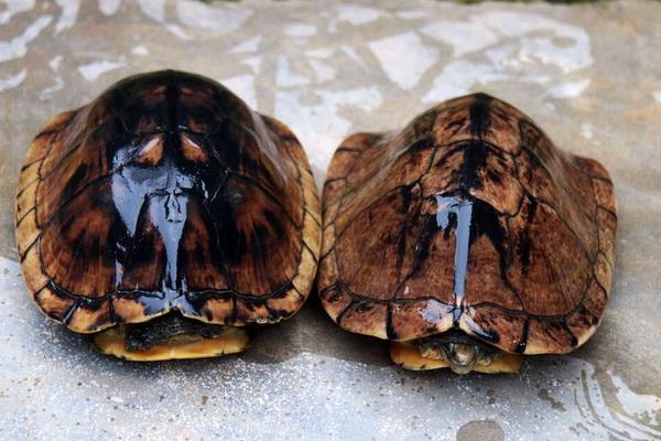 2014養金錢龜賺錢嗎