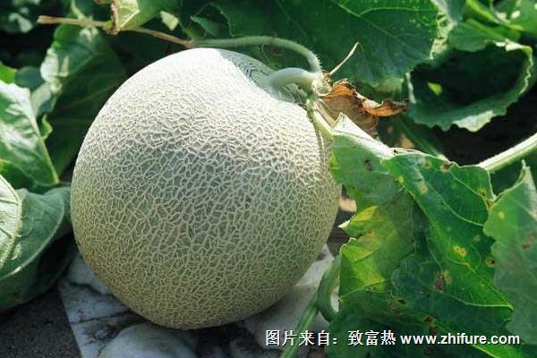 哈密瓜什么時候種