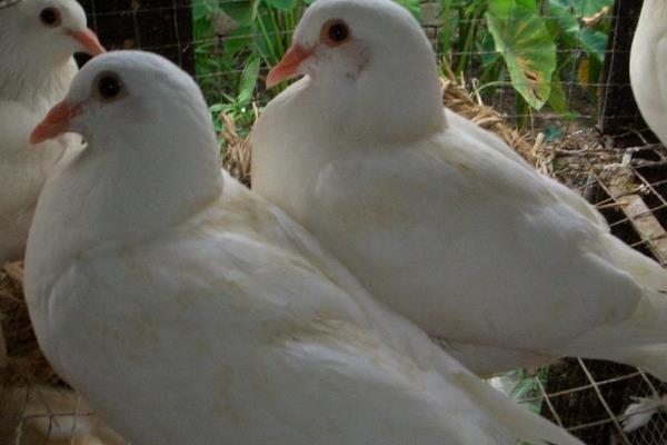 籠養(yǎng)肉鴿保健砂配方有哪些？籠養(yǎng)肉鴿的常見疾病怎么防治？