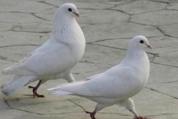 籠養(yǎng)肉鴿保健砂配方有哪些？籠養(yǎng)肉鴿的常見疾病怎么防治？