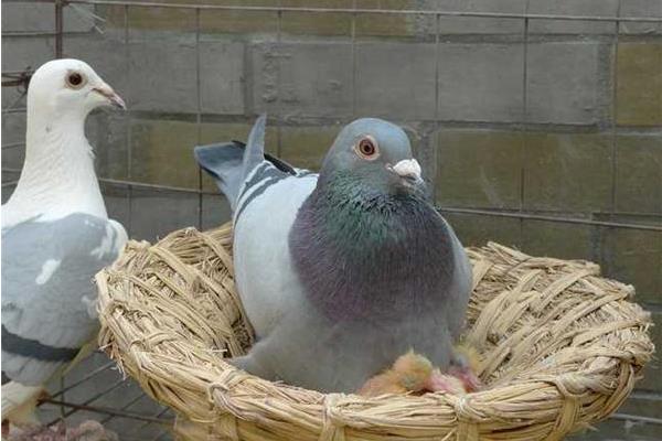 籠養(yǎng)肉鴿保健砂配方有哪些？籠養(yǎng)肉鴿的常見疾病怎么防治？