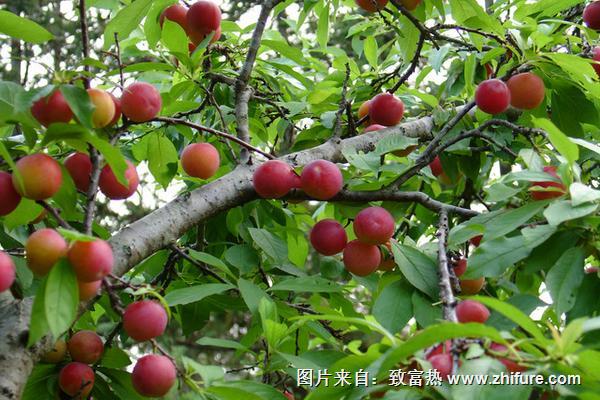 李子樹科學種植技術