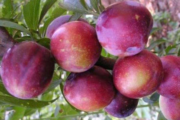 李子價格多少錢一斤