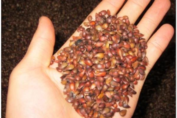 哈密瓜種子可以吃嗎