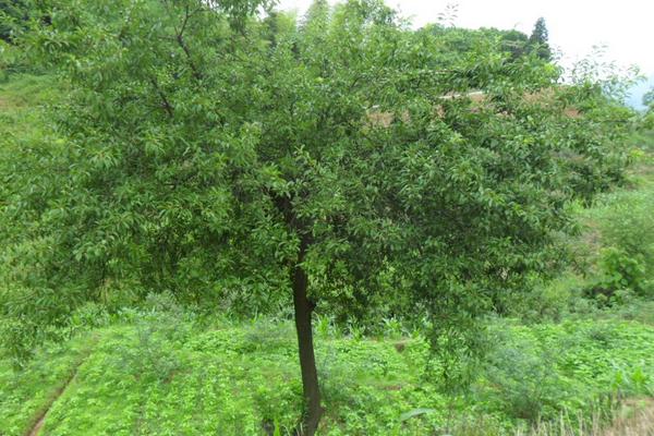 李子樹圖片大全