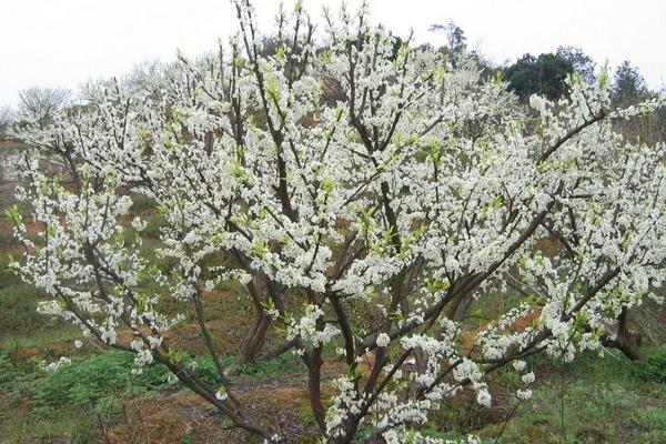 李子樹圖片大全