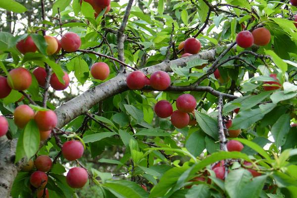 李子樹圖片大全
