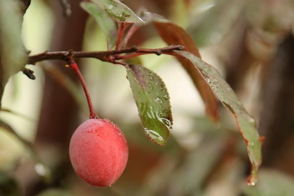 李子樹圖片大全