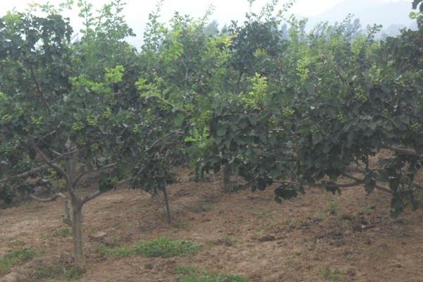 李子樹圖片大全