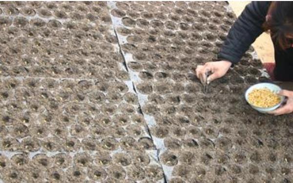 哈密瓜種子怎么種