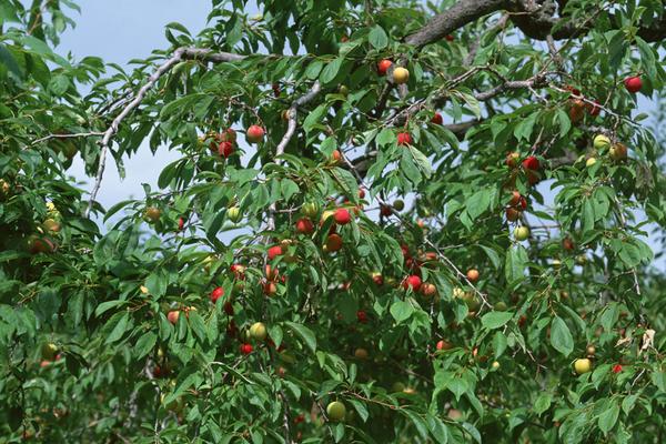 李子樹圖片大全