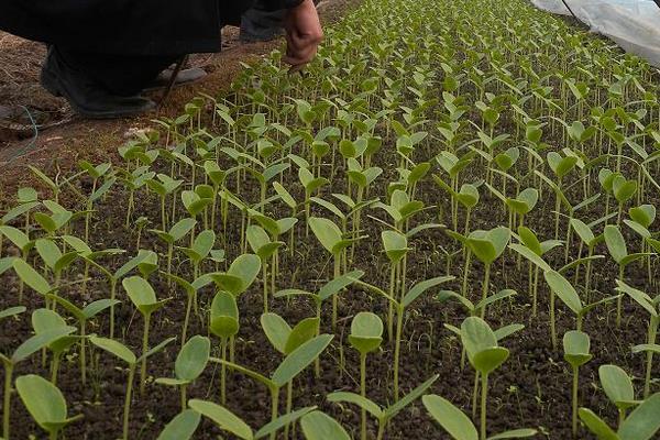 哈密瓜種子怎么種