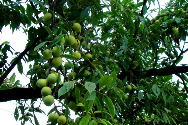 李子樹圖片大全